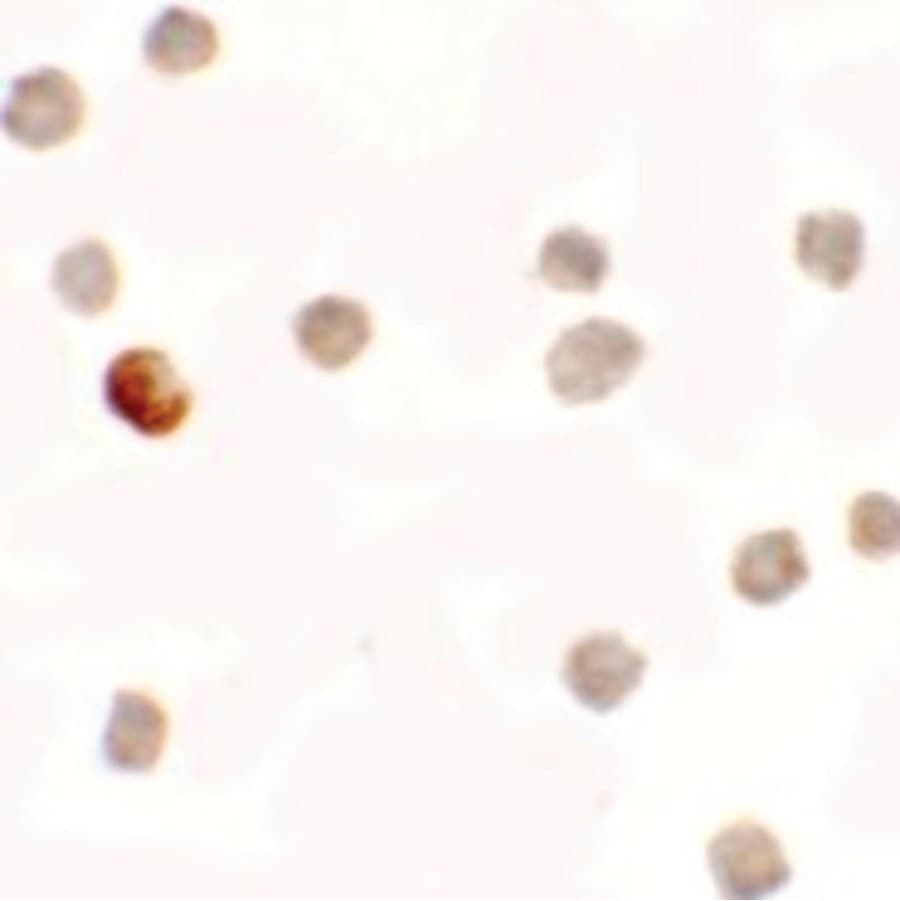 IHC-plus™ SDHAF1 Antibody
