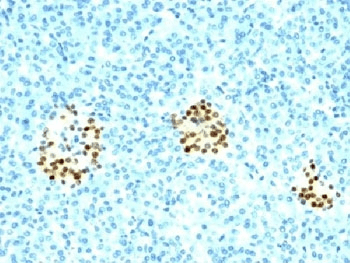 NKX2-2 Antibody (clone NX2/294, Ready-to-Use)