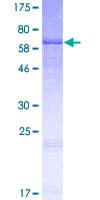 Human B3GNT7 Protein (Recombinant GST)