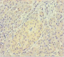 LMAN1L Antibody (aa26-462)