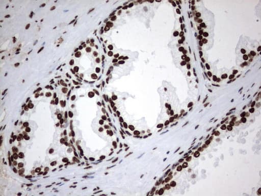 MLF1 Antibody (clone UMAB138)