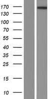 ATRNL1 Protein (Over-Expression Lysate Myc-DDK (Flag))