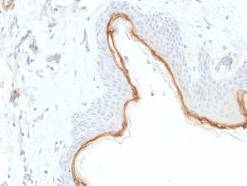 FLG / Filaggrin Antibody (clone FLG/1945, Azide-free, BSA-free)