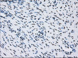 Monoclonal Mouse anti-Human ID3 Antibody (clone OTI15F4, IHC, IF, WB)