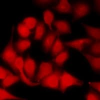 SBDS Antibody