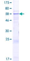Human DCAF5 Protein (Recombinant GST)