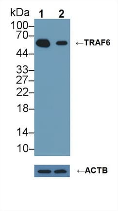 Polyclonal Rabbit anti-Human TRAF6 Antibody (aa153-423, WB)