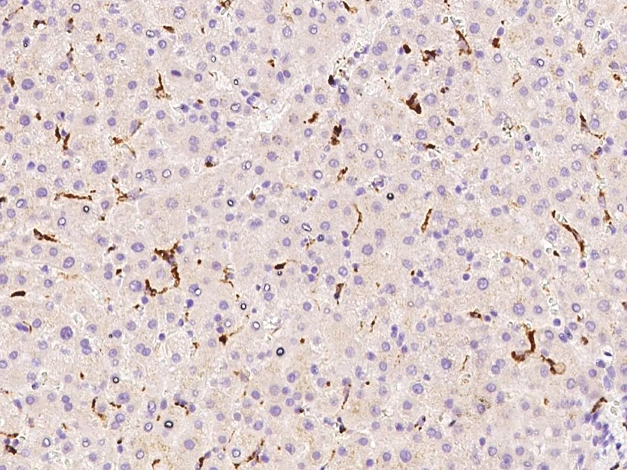 Monoclonal Mouse anti-Human CD68 Antibody (clone 11, Preservative Free, IHC)