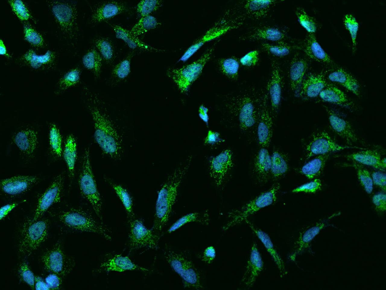 Polyclonal Rabbit anti-Human ACOT9 Antibody (IHC, IF)
