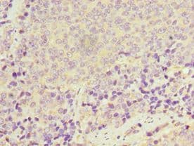 I-BABP / FABP6 Antibody (aa1-128)