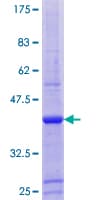 Human ZNF585A Protein (Recombinant GST)