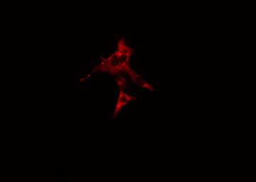 DMTN / Dematin Antibody