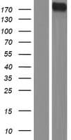 DUOX Protein (Over-Expression Lysate Myc-DDK (Flag))