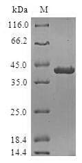 Human POLR1D Protein (Recombinant GST, N-terminus)