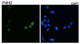 DUX4 Antibody (clone P4H2)