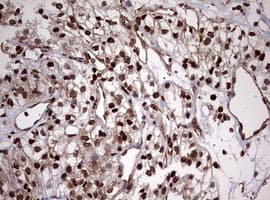 USP44 Antibody (aa420-712, clone OTI1F9)