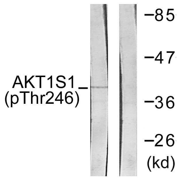 AKT1S1 / PRAS40 Antibody (phospho-Thr246)