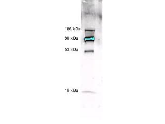 IHC-plus™ MPO / Myeloperoxidase Antibody