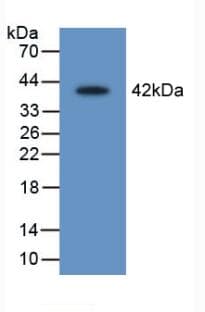 SERPINB1 Antibody (aa17-332, APC)