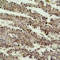 CREB1 / CREB Antibody
