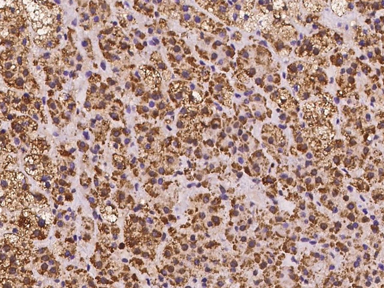 SMIM4 Antibody