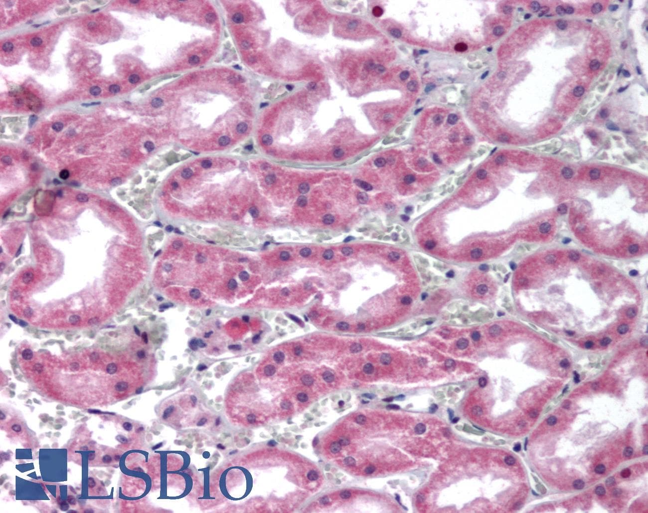 IHC-plus™ Polyclonal Rabbit anti-Human GPC4 / Glypican 4 Antibody (Internal)