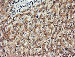 CHGA / Chromogranin A Antibody (clone OTI2E12)