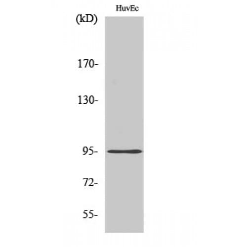 Polyclonal Rabbit anti-Human CDH26 / Cadherin 26 Antibody (30-110 aa, N-terminal, IF, WB)