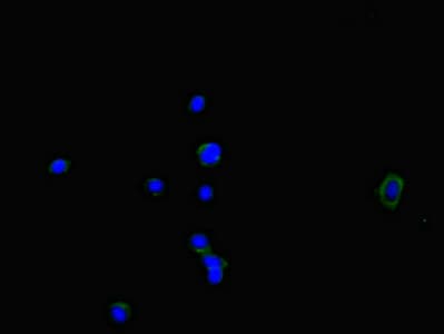 Polyclonal Rabbit anti-Human NOXA1 Antibody (IHC, IF, WB)