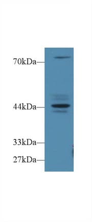 FBS1 Antibody (APC)