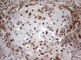 USP44 Antibody (aa420-712, clone OTI1D1)