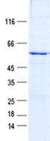 Human USE1 / p31 Protein (Recombinant GST, N-terminus + His, C-terminus)
