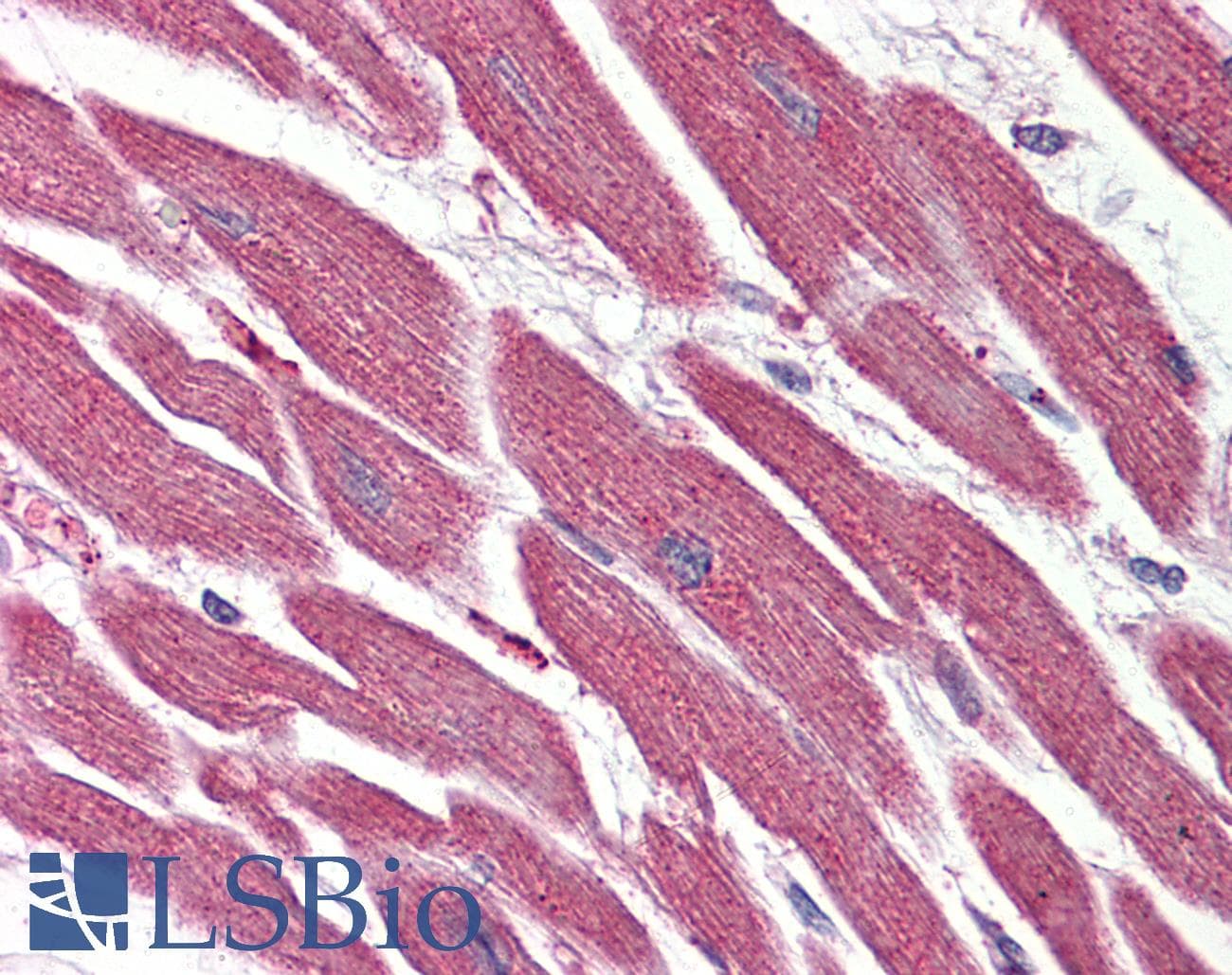 IHC-plus™ NR1D2 Antibody (Internal)