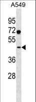 Polyclonal Rabbit anti-Human SURF6 Antibody (aa187-213, WB)