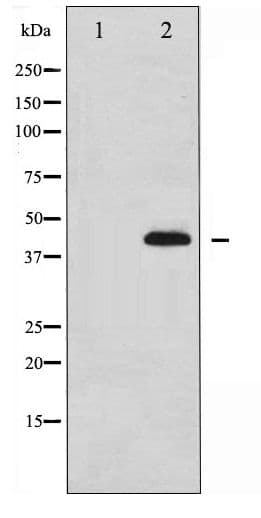 MAPK14 / p38 Antibody (phospho-Tyr322)
