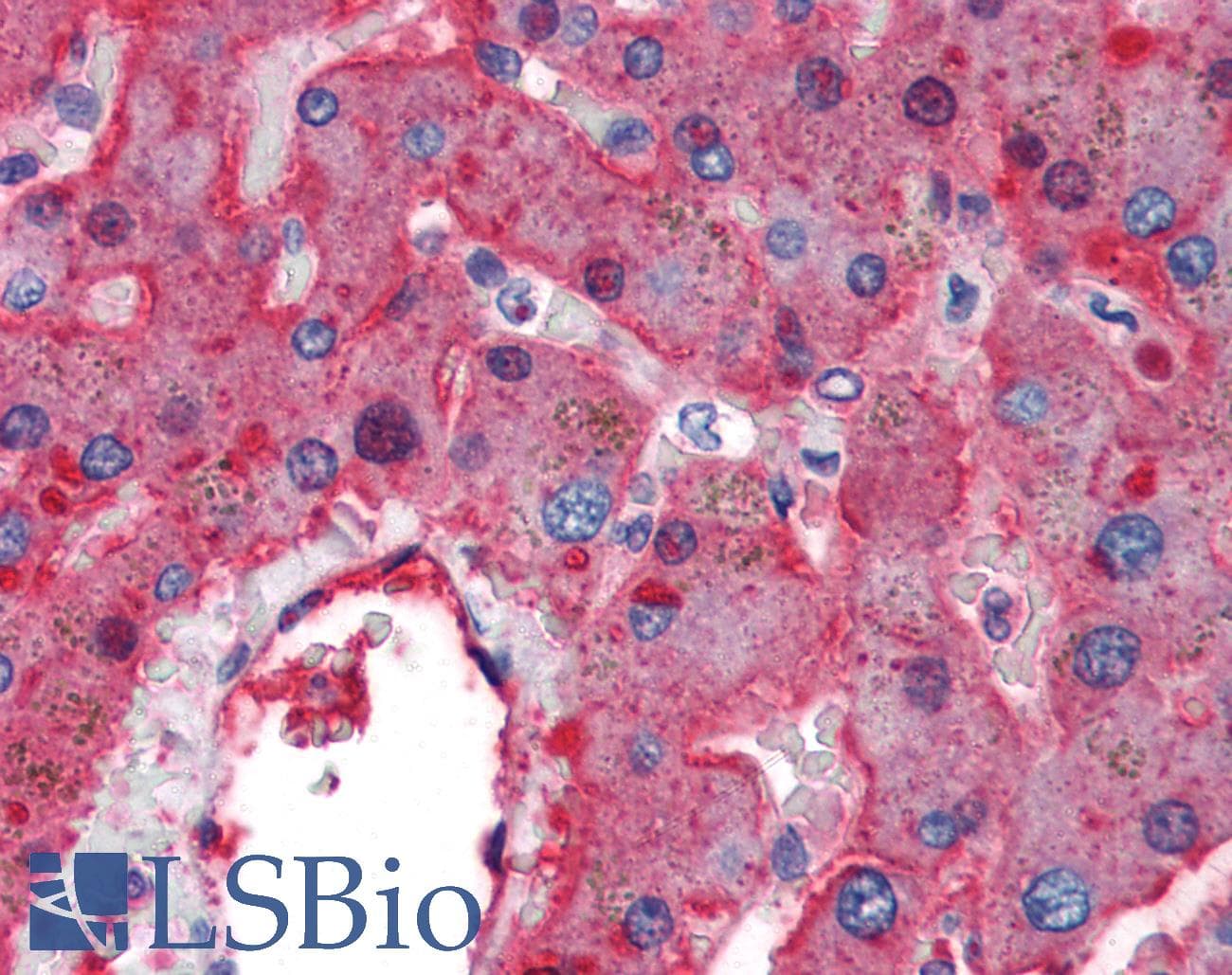 IHC-plus™ F2 / Prothrombin / Thrombin Antibody