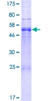 Human NXPH1 Protein (Recombinant GST)