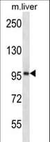 ESPNL Antibody (aa903-932)