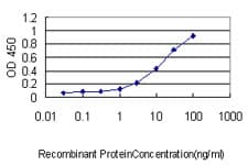 ZNF143 / STAF Antibody (clone 3A7)