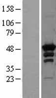 Human PRKAR2A Protein (Over-Expression Lysate Myc-DDK (Flag))