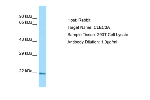 CLEC3A Antibody (N-Terminus)