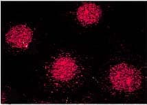 FKBP4 / FKBP52 Antibody (clone Hi52C, AP)