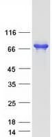 Human SH3BP5 / SAB Protein (Recombinant Myc-DDK (Flag))