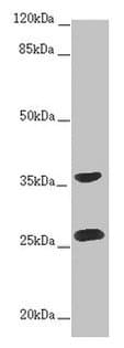 Polyclonal Rabbit anti-Human RAB12 Antibody (IF, WB)