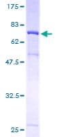 Human WAPAL / WAPL Protein (Recombinant GST)