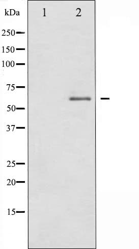 DPYSL2 / CRMP2 Antibody