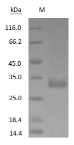 Horse IgG Fc Protein (Native)
