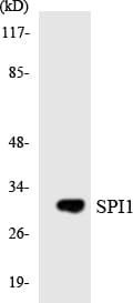 SPI1 / PU.1 Antibody (aa163-212)