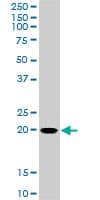 RHOC Antibody (clone 2E12)