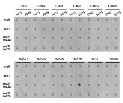 Histone H3 Antibody (Di-Methyl-Lys79)
